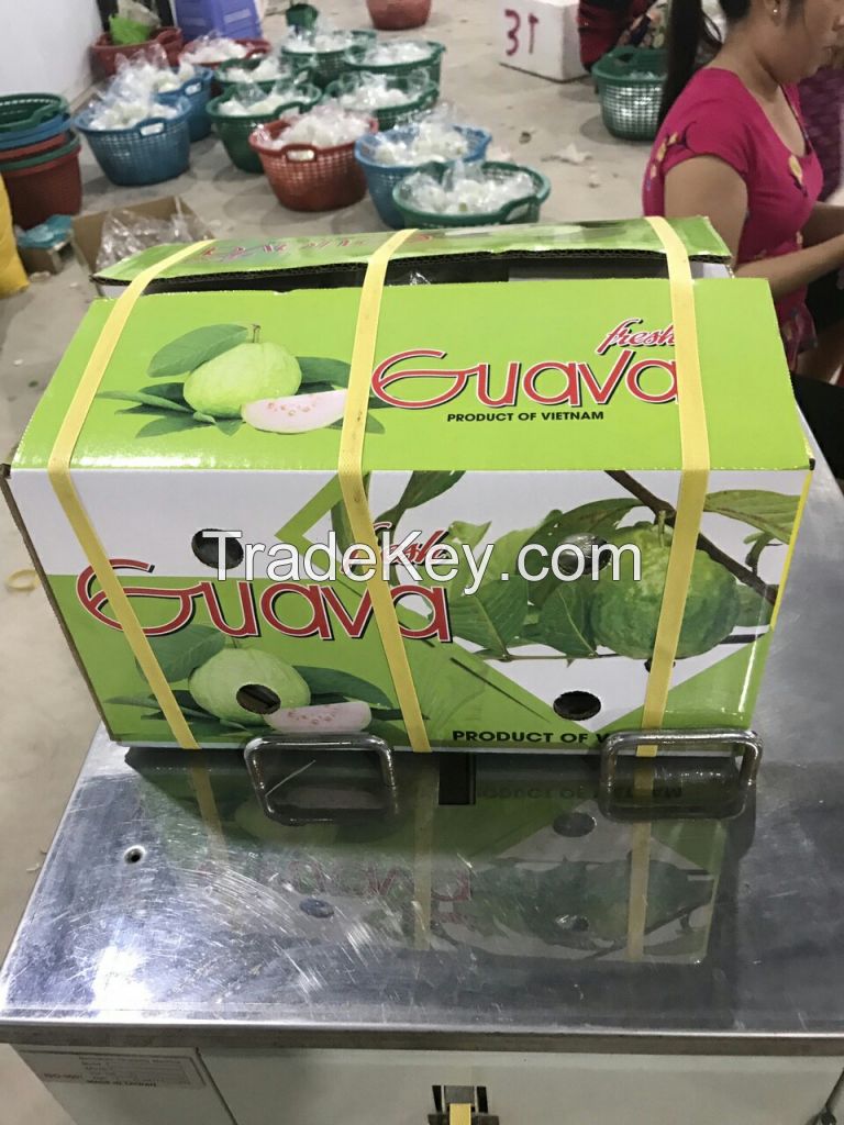 Fresh guava exporter Vietnam original with high quality