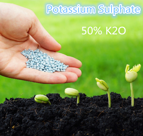 White Granular Fertilizer Potassium Sulphate for Fruit Trees