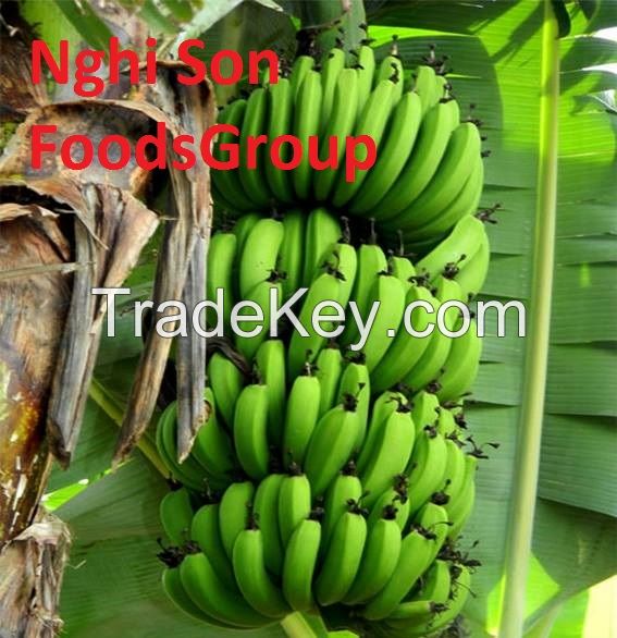 Fresh Cavendish Banana from Viet Nam