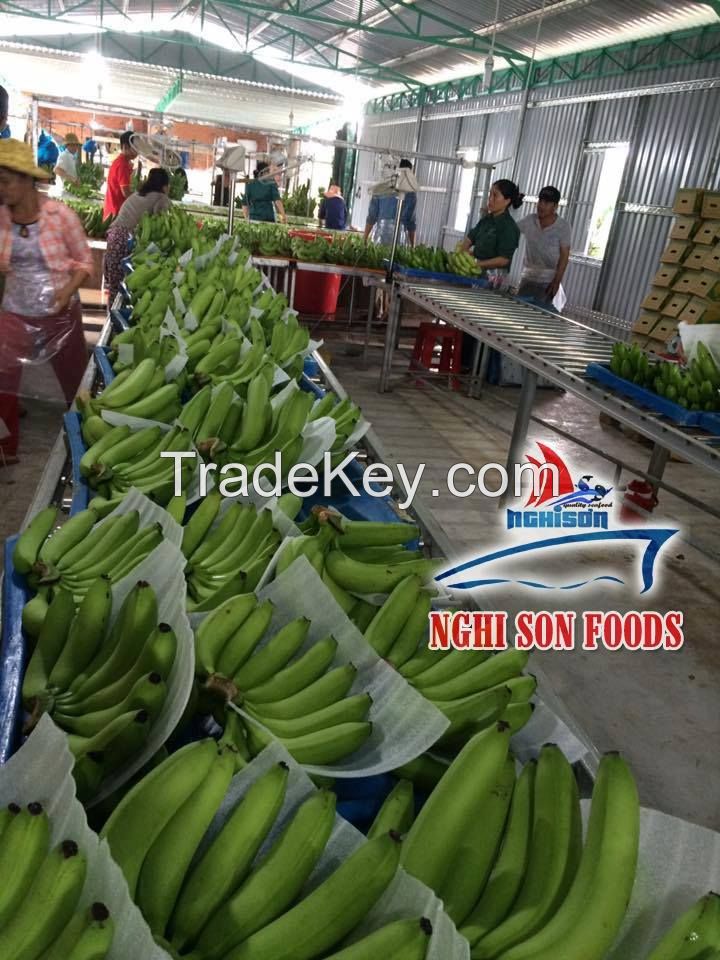 Cavendish Banana from Vietnam