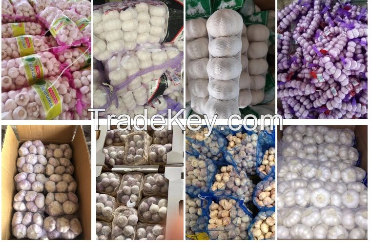 Wholesale Fresh Garlic Pure White Garlic