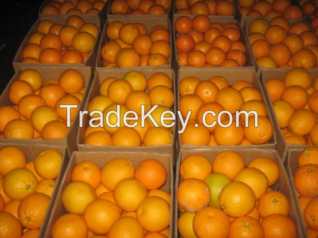 Fresh Oranges