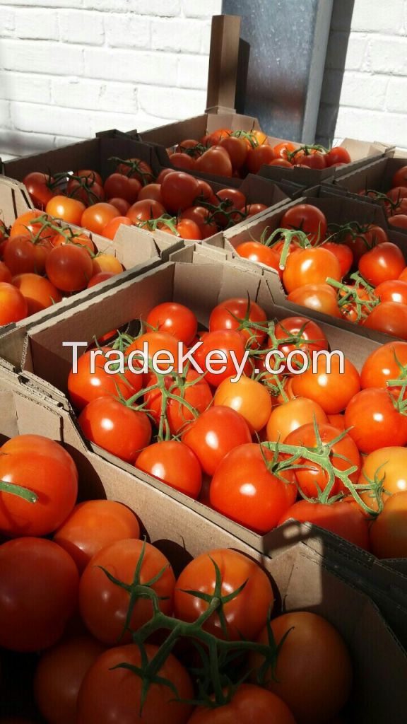 Tomatoes red round