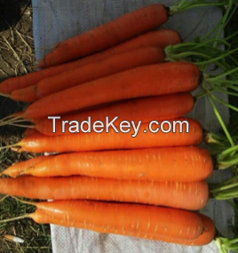 Carrots By Wholesale - For Export