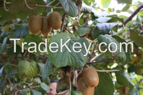 Best price and best kiwis in Cental America