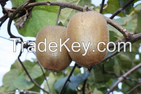 Best price and best kiwis in Cental America