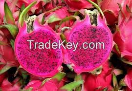 Fresh Dragon Fruit