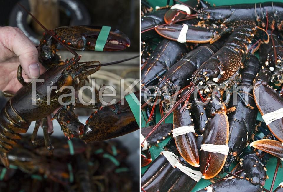 Giant Boston Lobsters