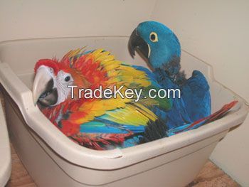 Exotic Parrots for sale.