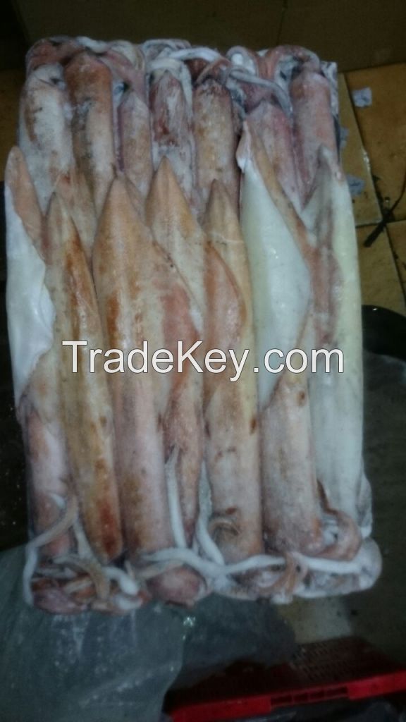 Sea Frozen Loligo Squid