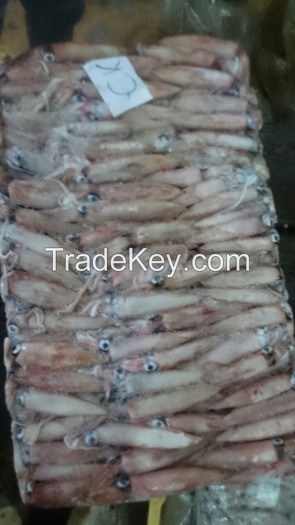 Sea Frozen Loligo Squid