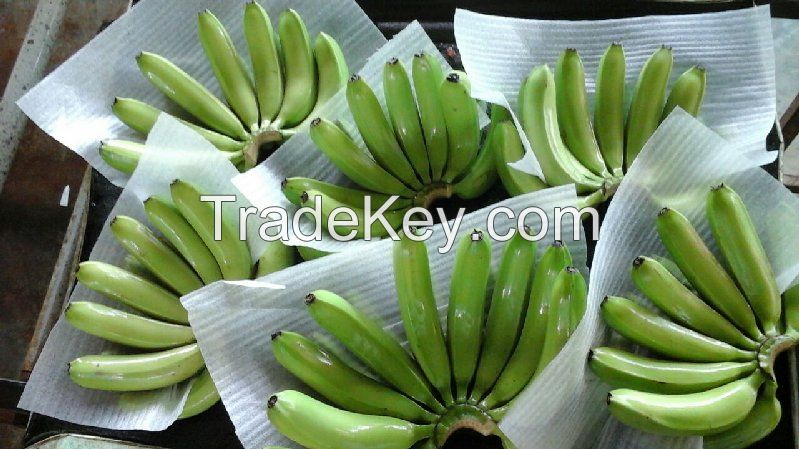 Cavendish Banana