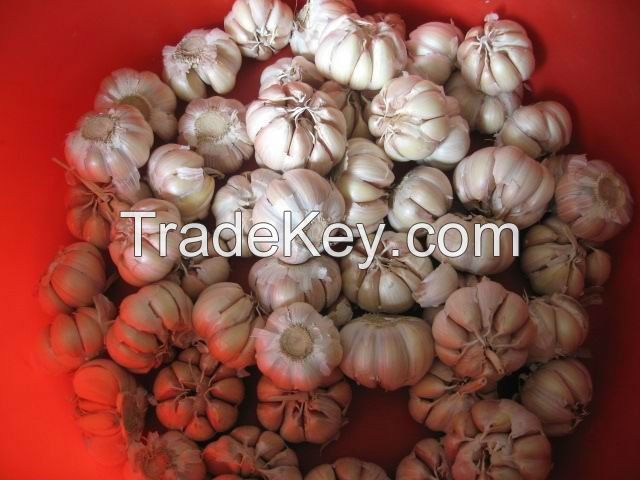 Garlic | A Grade Garlic