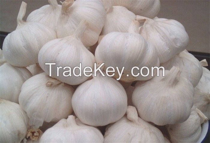 Garlic | A Grade Garlic