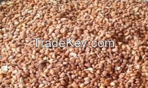 Honey Beans | ORGANIC BEANS