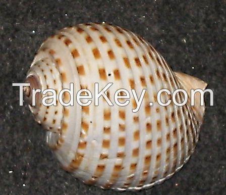 Collector's Item Seashells and Specimens