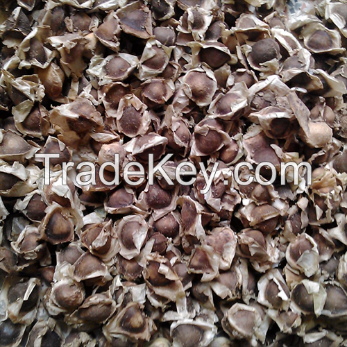 Moringa Seeds 