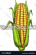 Corn