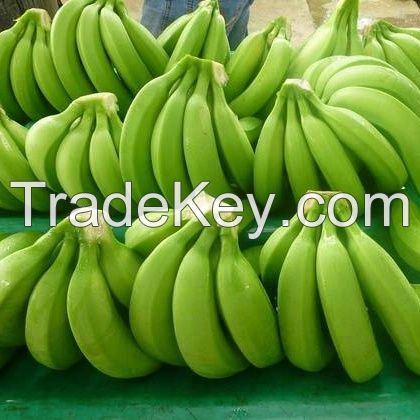 Fresh Green Cavendish Banana supplier