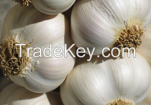 Wholesale Fresh White Garlic