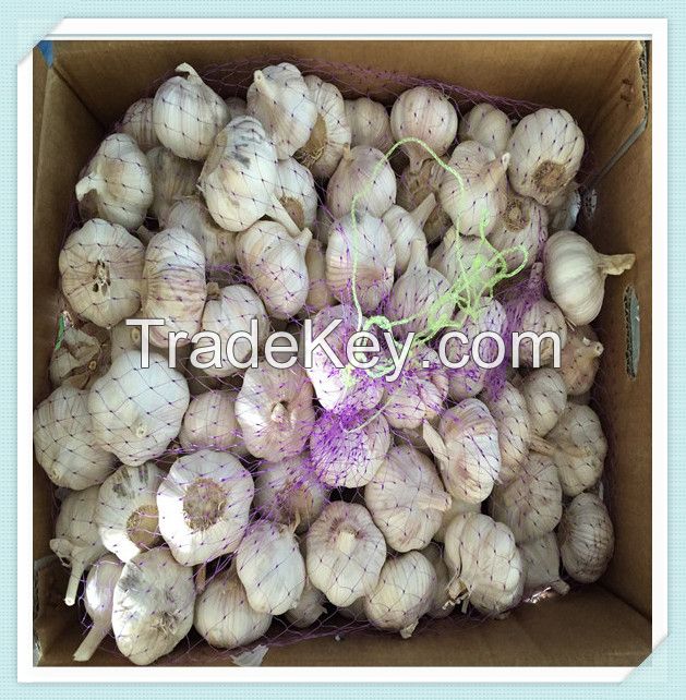 Wholesale Fresh White Garlic