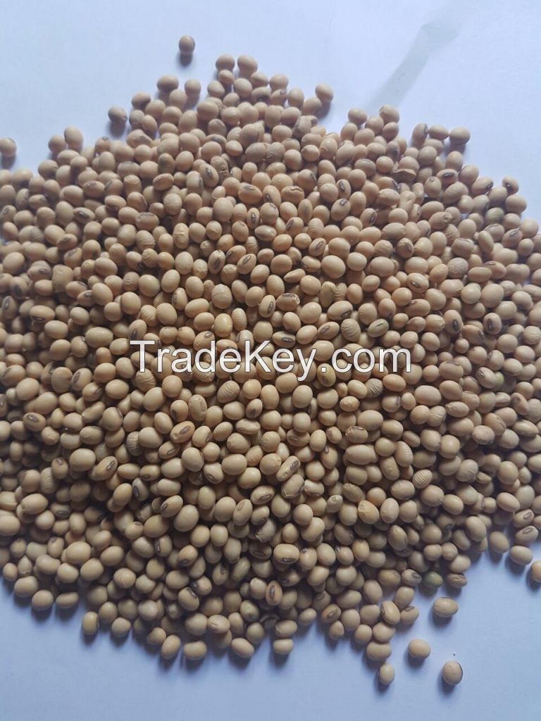 Soybeans Seeds