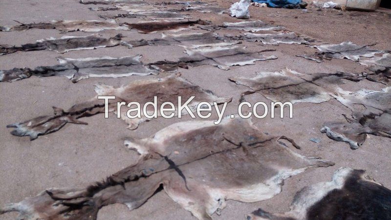 High Quality Dry And Wet Salted Donkey/Wet Salted Cow Hides /Cow Head Skin