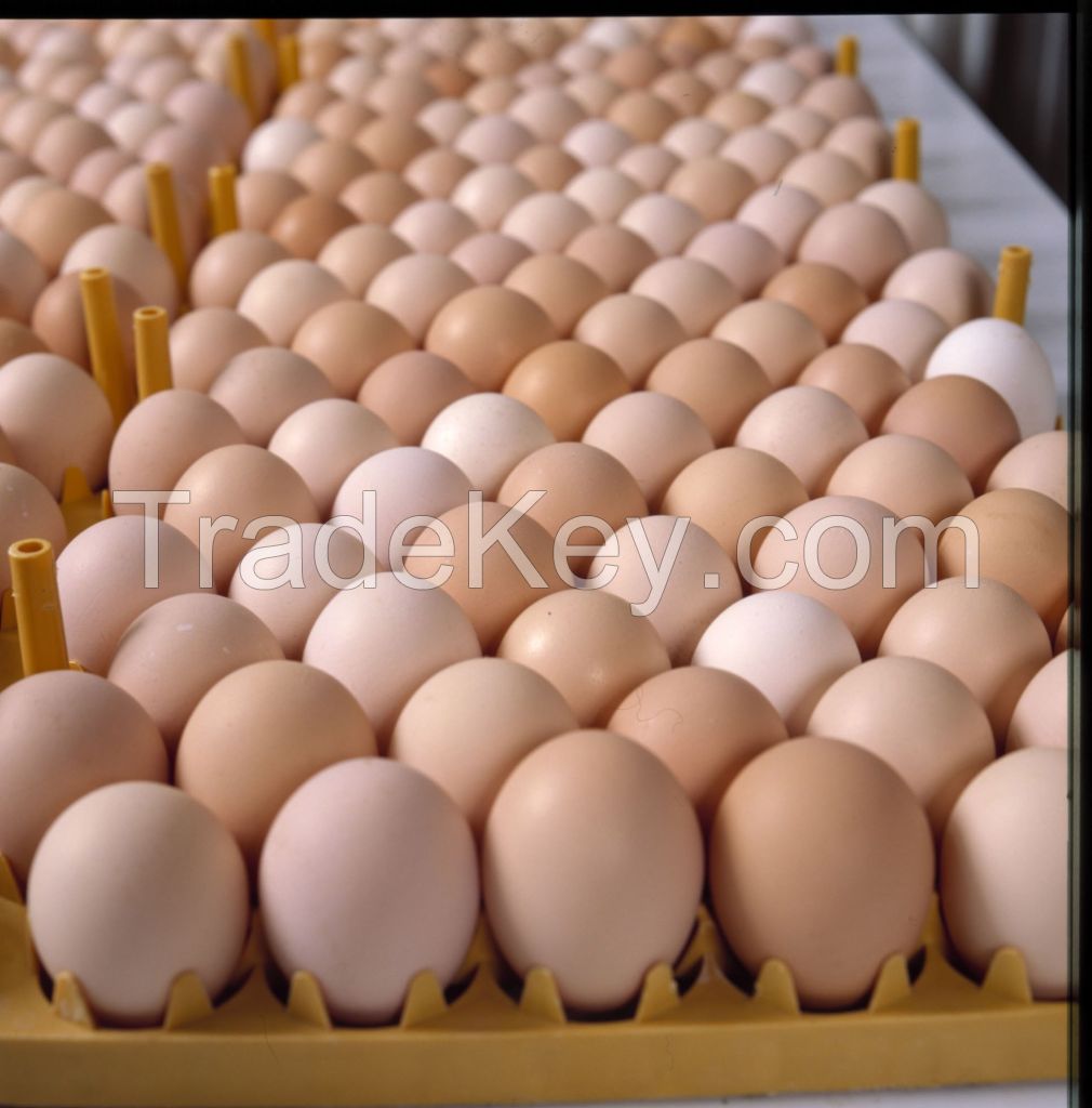 Fresh Table White &amp;amp; Brown Chicken Eggs