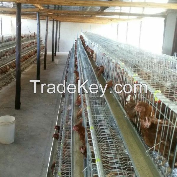 Type h commercial poultry layer cages