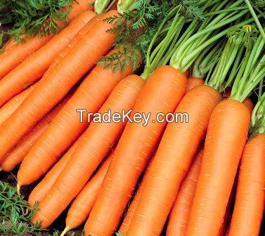 fresh carrot