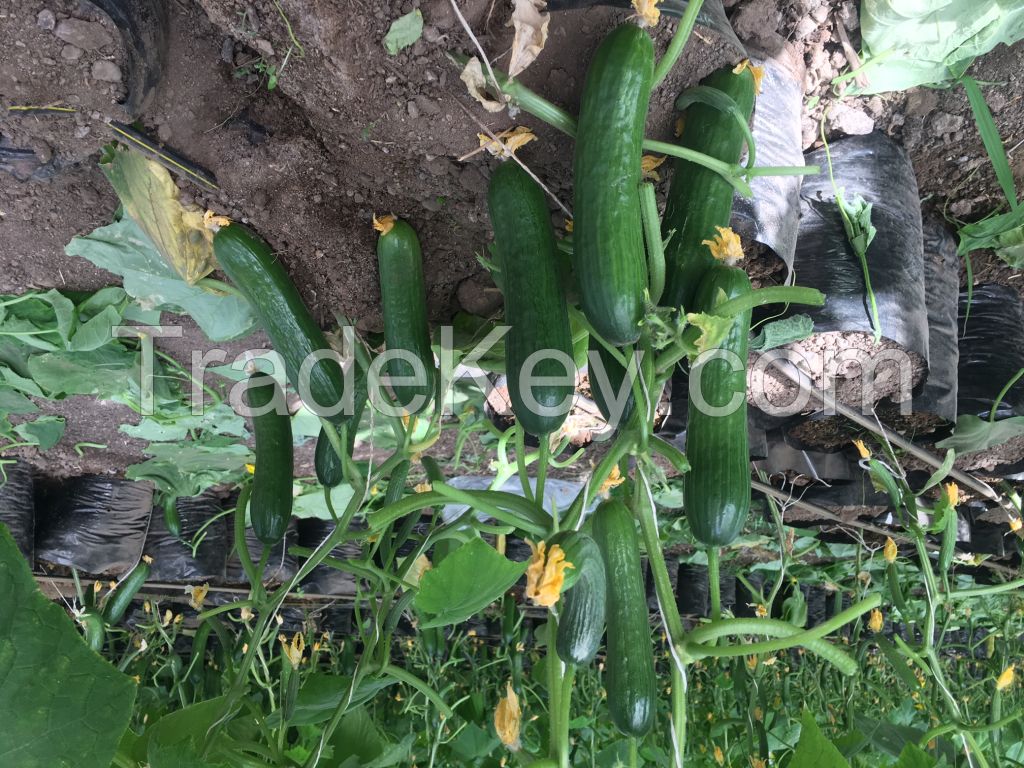 FRESH CUCUMBER