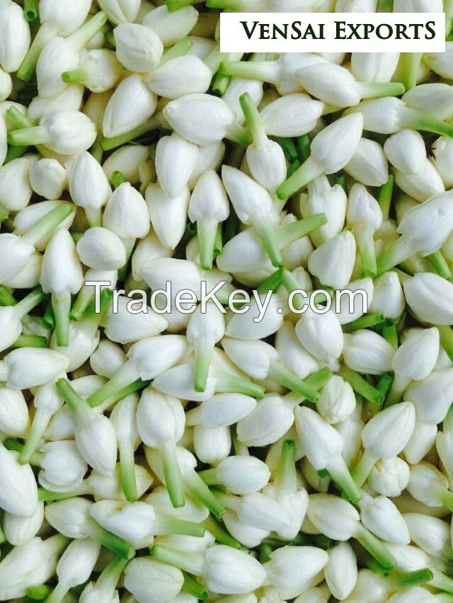 fresh jasmine flower