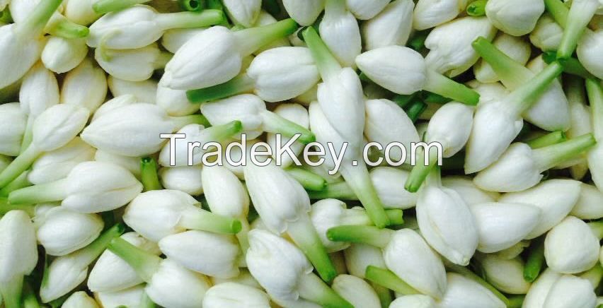 fresh jasmine flower