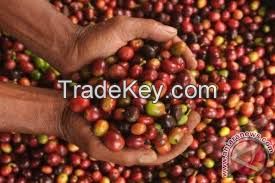 Coffee Robusta