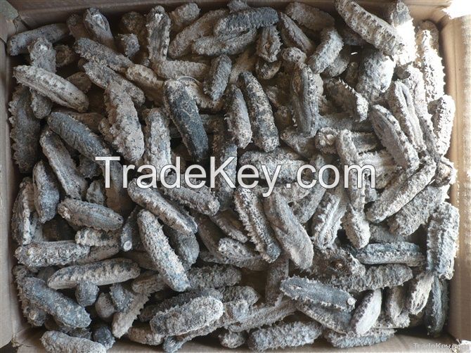 DRIED SEA CUCUMBER