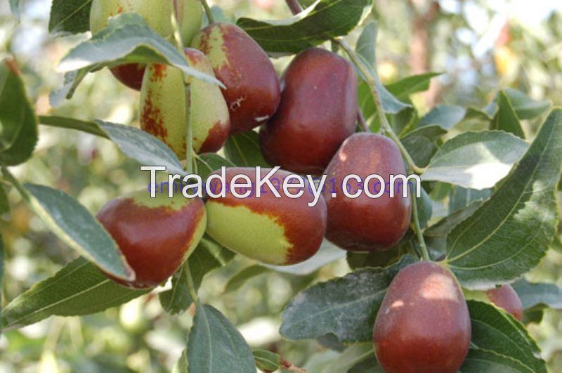 Chinese red jujube