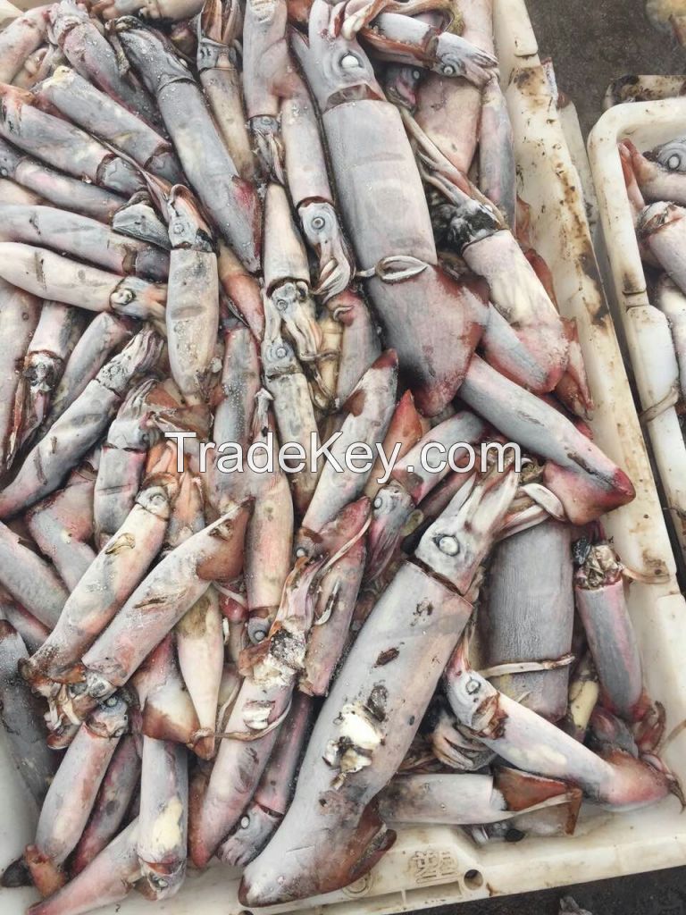 Frozen Bait Squid, Seafrozen, Good Quality