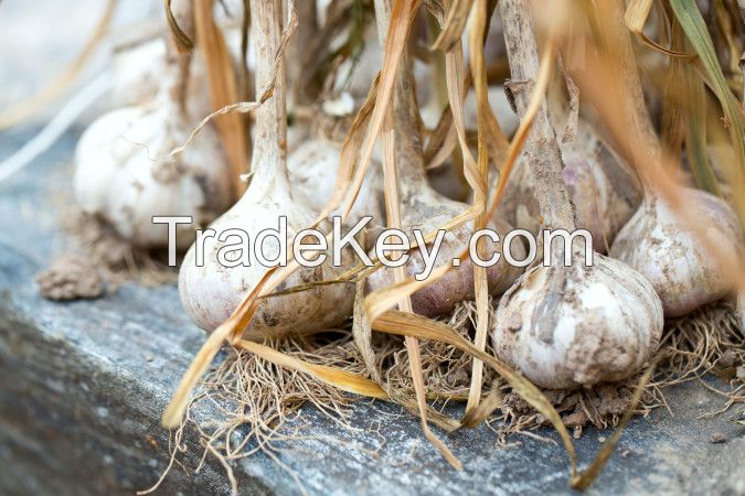 Fresh garlic