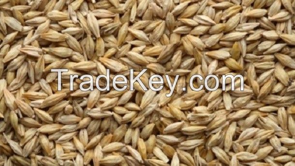 Barley