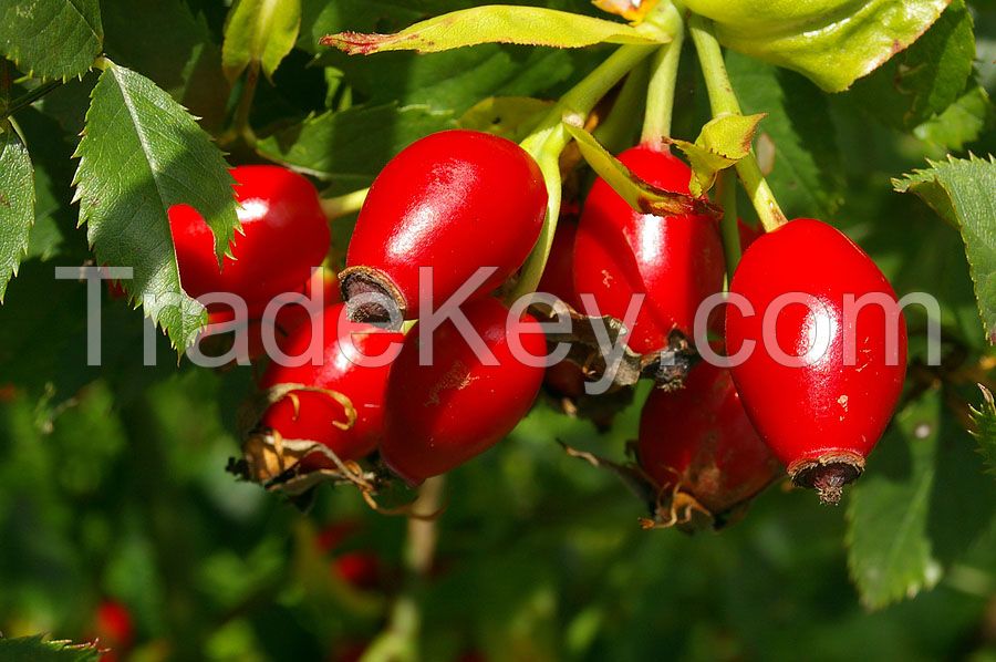 Rose Hip