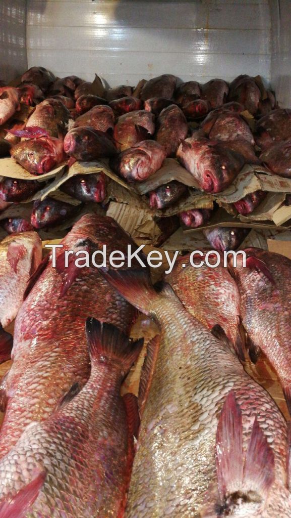 Black Croaker Grade A