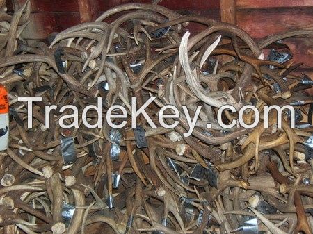 Red Deer Antlers