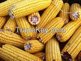 GOOD QUALITY DRY CORN