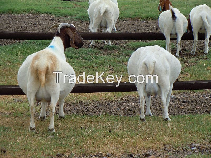 Boer Goats