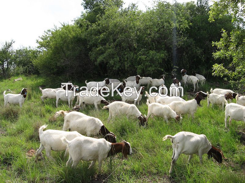 Boer Goats