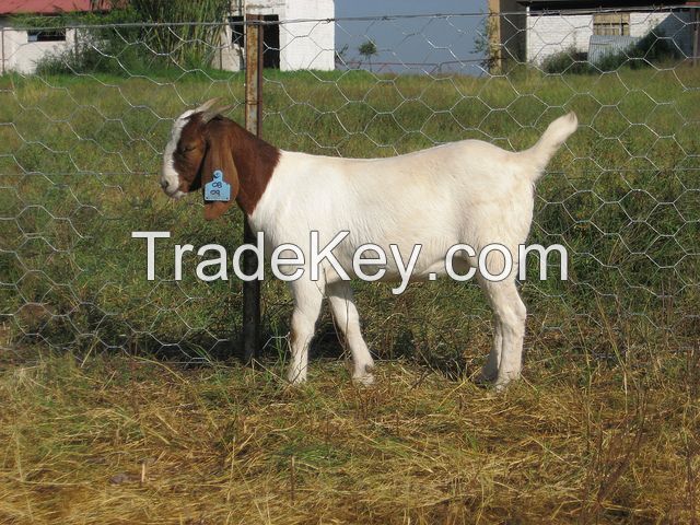 Boer Goats