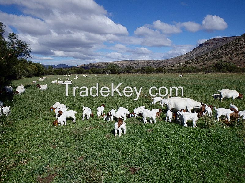 Boer Goats