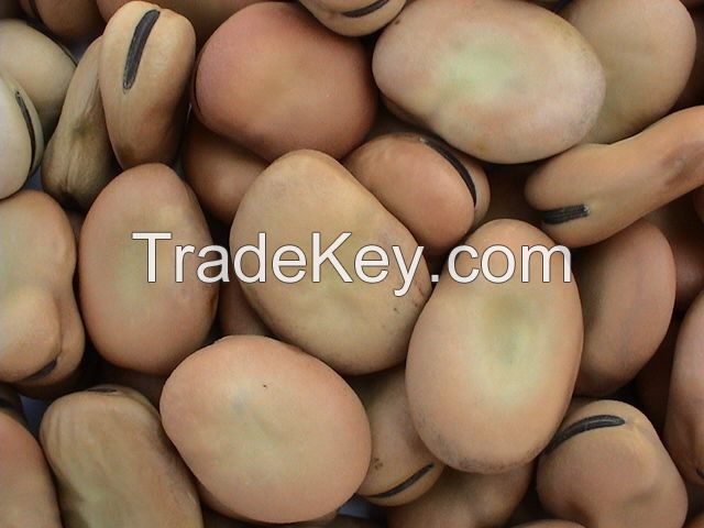 Faba Beans