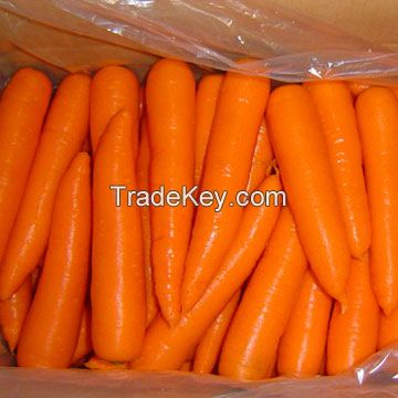 Fresh Carrot 