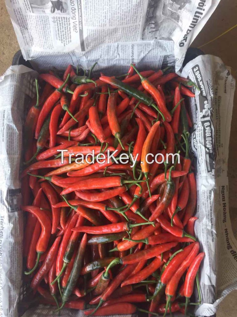 FRESH CHILLI